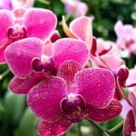 Ý nghĩa cây lan phong thủy và cách bài trí hút tài lộc
