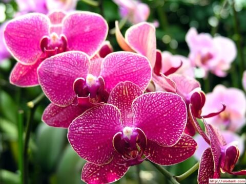Ý nghĩa cây lan phong thủy và cách bài trí hút tài lộc