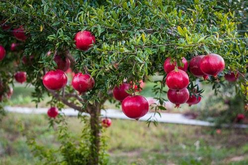Tranh thạch lựu nguồn gốc và hiểu biết cơ bản về cây lựu