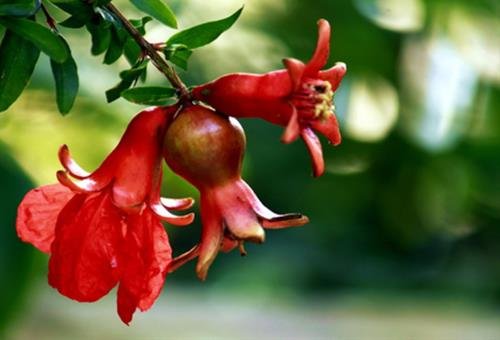 Tranh thạch lựu ý nghĩa cây lựu