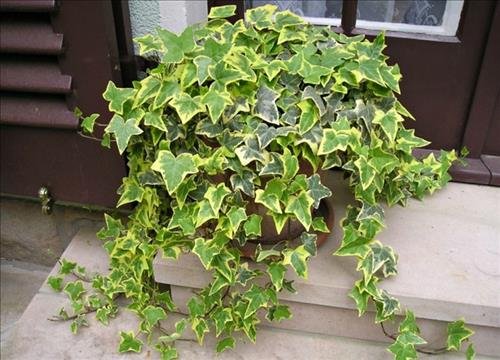 trồng cây thường xuân trong cay thuong xuan