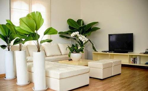 trồng nhiều cây xanh trồng nhiều cây xanh