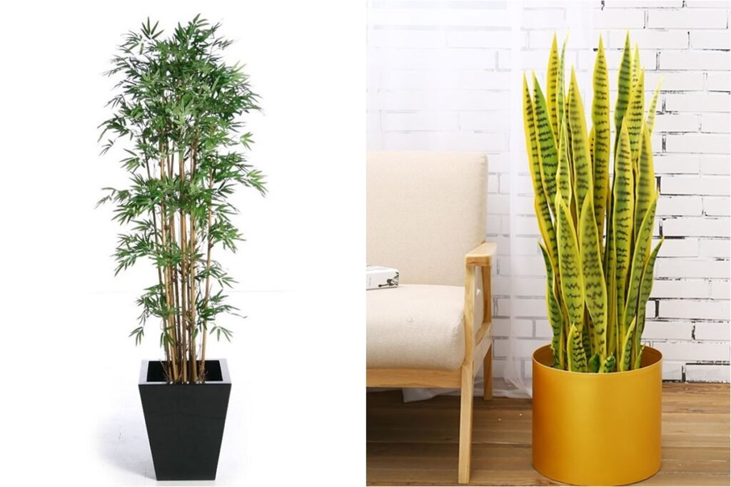 Top 5 cây cảnh giúp sống thọ nhờ khả năng lọc sạch không khí