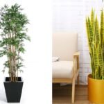 Top 5 cây cảnh giúp sống thọ nhờ khả năng lọc sạch không khí