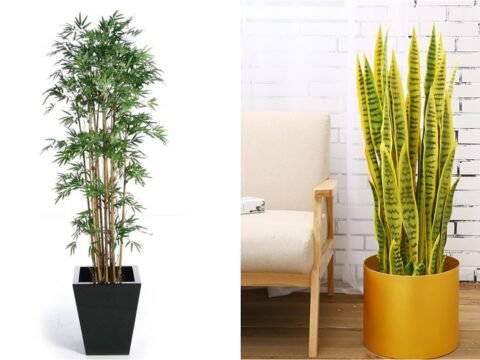 Top 5 cây cảnh giúp sống thọ nhờ khả năng lọc sạch không khí