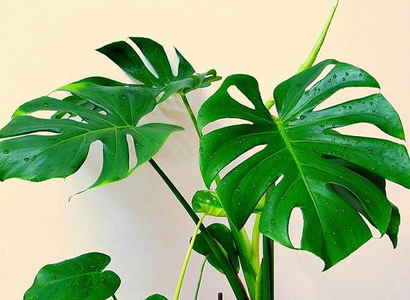 Trúc lưng rùa phong thủy: Bí quyết tăng tài lộc và phúc vận