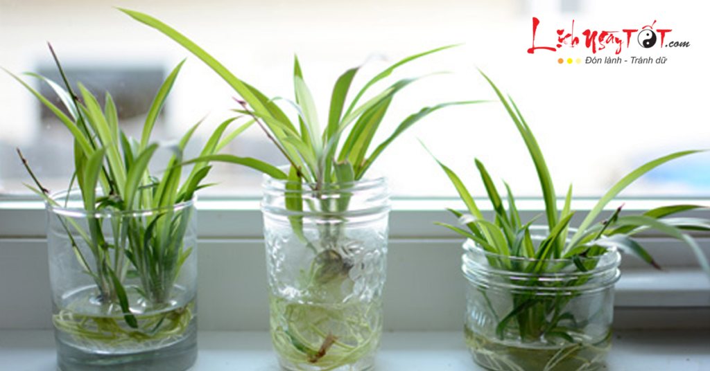 Trúc phú quý: Ý nghĩa phong thủy và cách bài trí mang tài lộc