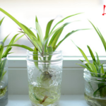 Trúc phú quý: Ý nghĩa phong thủy và cách bài trí mang tài lộc