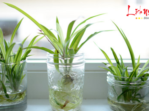 Trúc phú quý: Ý nghĩa phong thủy và cách bài trí mang tài lộc