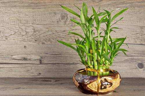 Trúc phú quý là vật phẩm phong thủy 2019 cho người tuổi Dần