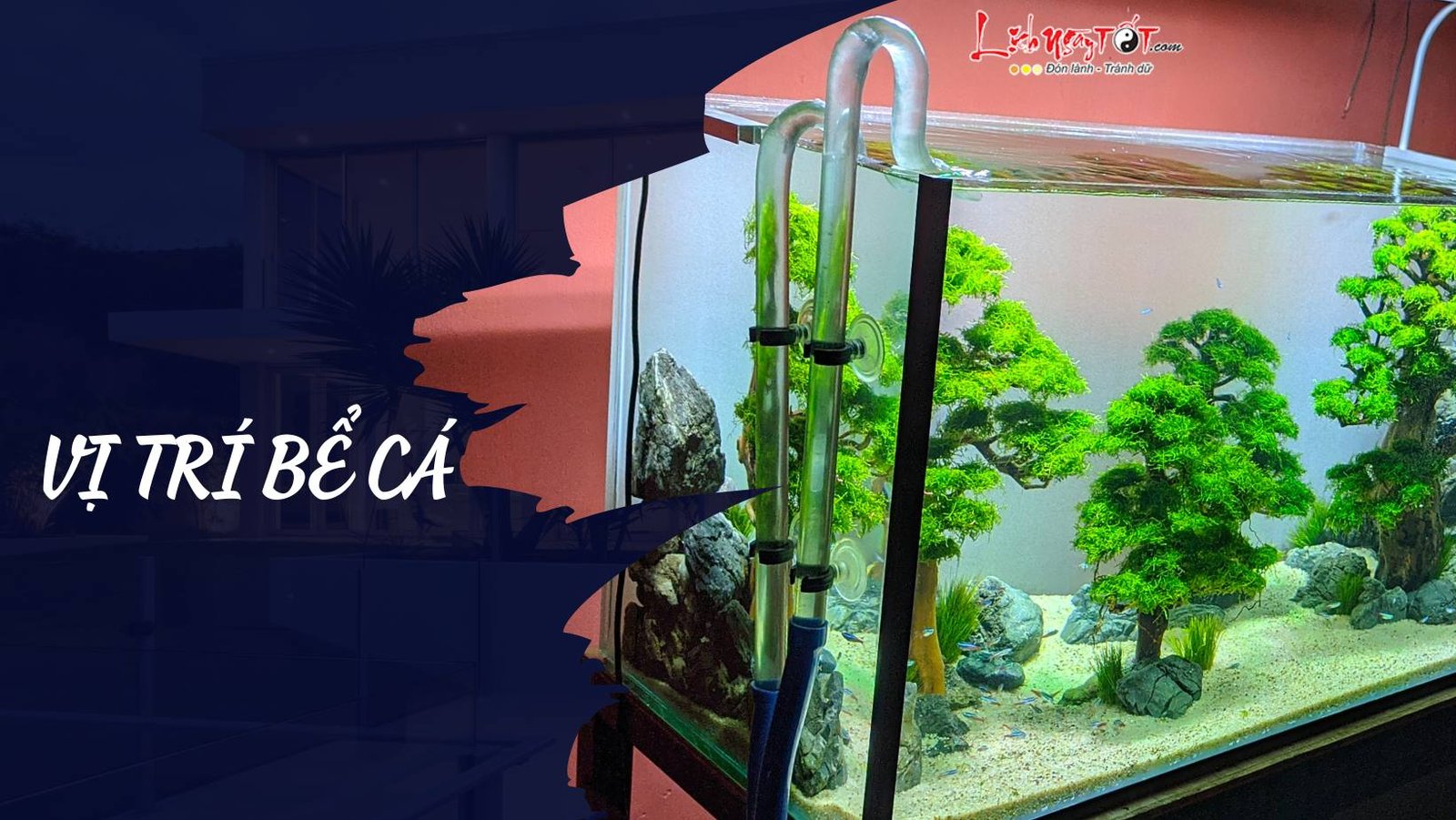 Vị trí bể cá