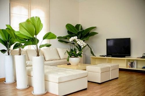Vị trí đặt cây cảnh phong thủy trong nhà để thỏa mong ước hình ảnh