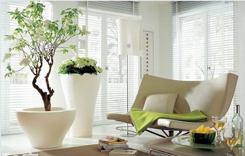 Vị trí đặt cây cảnh phong thủy trong nhà để thỏa mong ước hình ảnh